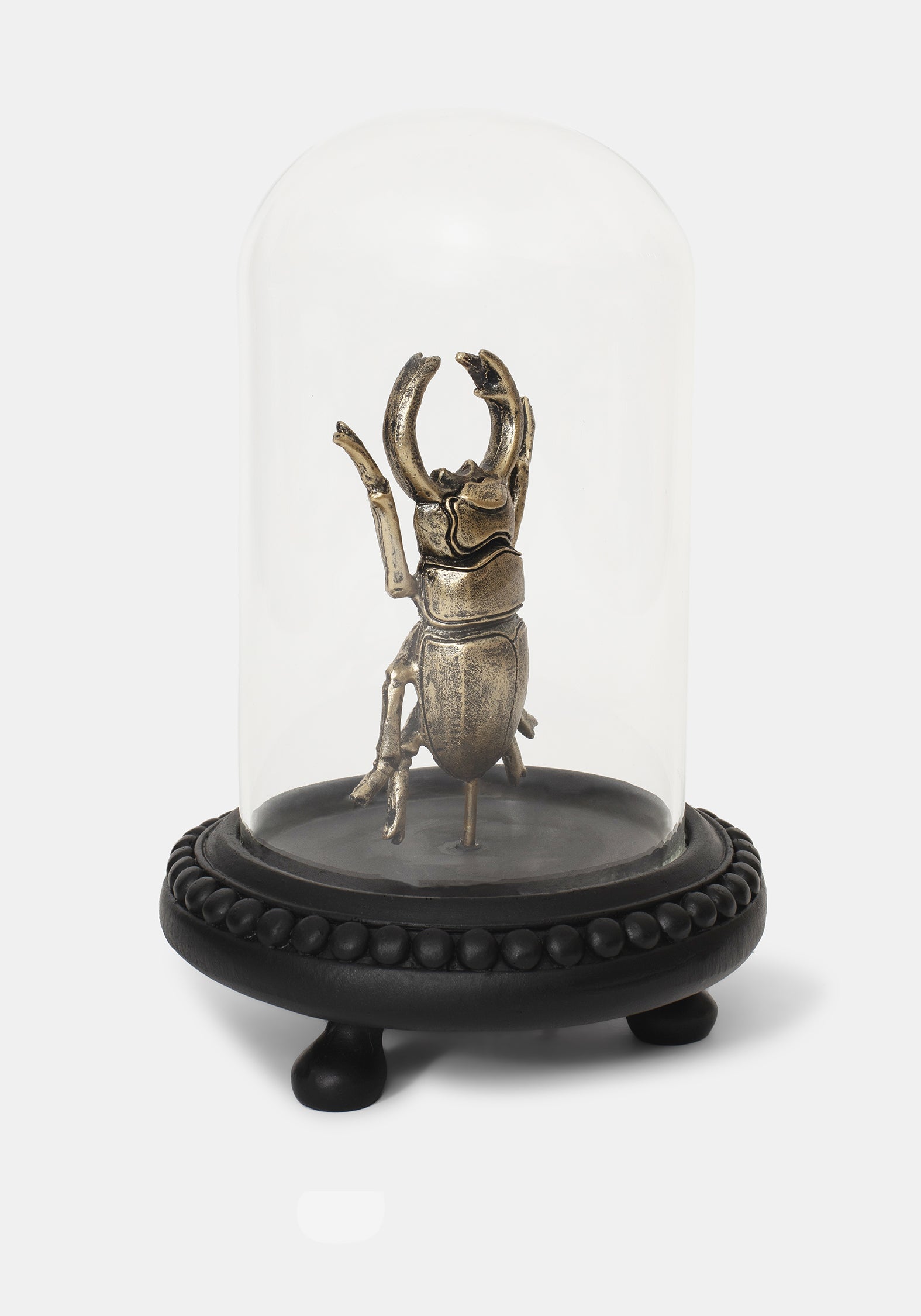 Lyra Bug in Jar