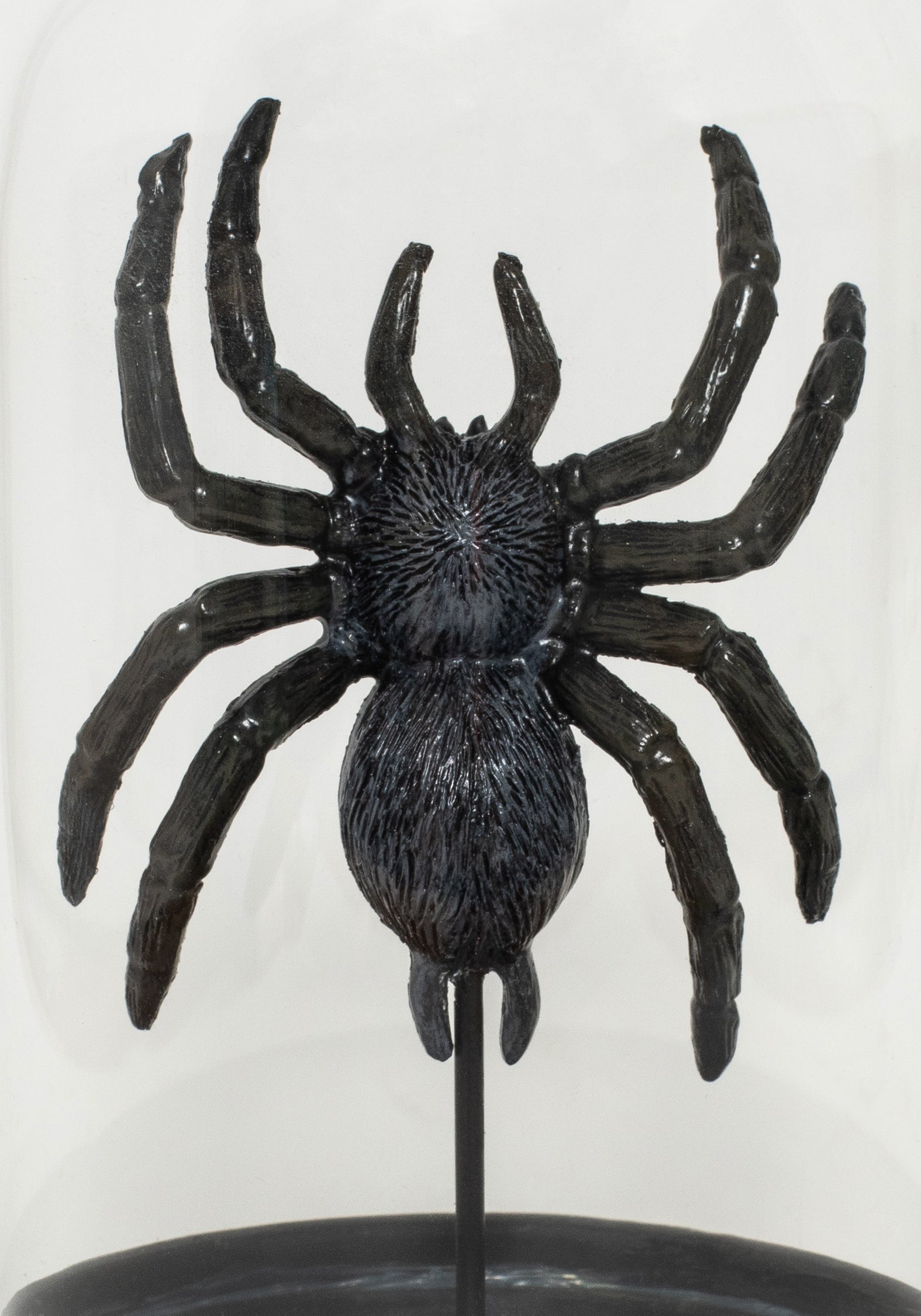 Arachne Spider In Jar